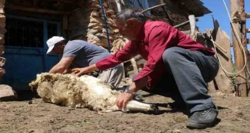 Koyunlar Yünlerinden Kurtuluyor