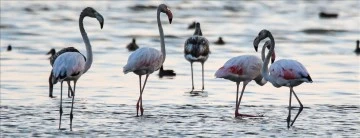 Kuraklık Flamingoların Yaşam Alanını Değiştirdi 