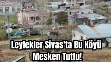 Leylekler Sivas'ta Bu Köyü Mesken Tuttu! 