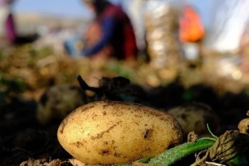 Mayıs Ayının En Fazla Pahalanan Ürünü Patates 