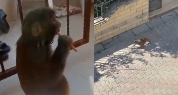 Maymun Dehşeti, 3 Kişi Yaralandı 