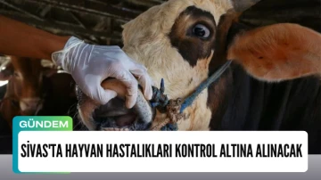 Müjdeyi Bakan Yumaklı Verdi! Sivas'ta Hayvan Hastalıkları Kontrol Altına Alınacak 
