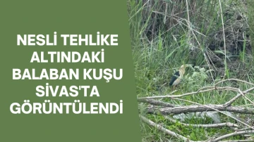 Nesli Tehlike Altındaki Balaban Kuşu Sivas'ta Görüntülendi 