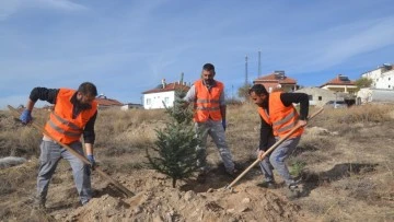 Sivas'ın Şarkışla İlçesinde Ağaçlandırma Çalışmaları Devam Ediyor
