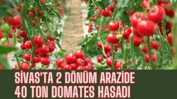 Sivas'ta 2 Dönüm Arazide  40 Ton Domates Hasadı 