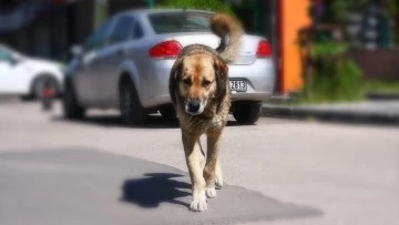 Sivas'ta Başıboş Köpekler Tedirgin Ediyor! Çözüm Bulun