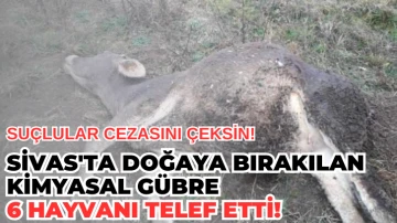 Sivas'ta Doğaya Bırakılan Kimyasal Gübre 6 Hayvanı Telef Etti! 