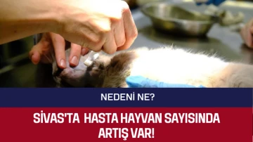 Sivas'ta Hasta Hayvan Sayısında Artış Var! Peki Nedeni Ne?