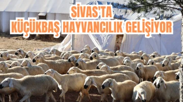 Sivas'ta Küçükbaş Hayvancılık Gelişiyor