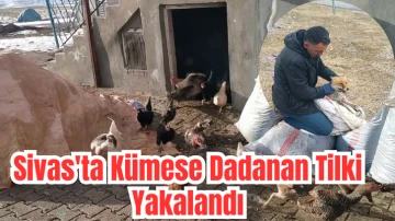 Sivas'ta Kümese Dadanan Tilki Yakalandı