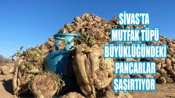 Sivas’ta Mutfak Tüpü Büyüklüğündeki Pancarlar Şaşırtıyor