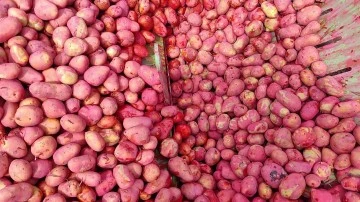 Sivas'ta Patates Üretimi Devam Ediyor 
