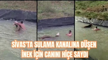 Sivas'ta Sulama Kanalına Düşen İnek İçin Canını Hiçe Saydı 