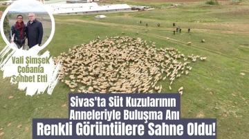 Sivas'ta Süt Kuzularının Anneleriyle Buluşma Anı Renkli Görüntülere Sahne Oldu!