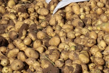 Sivas'ta Ücretsiz Patates Akını 