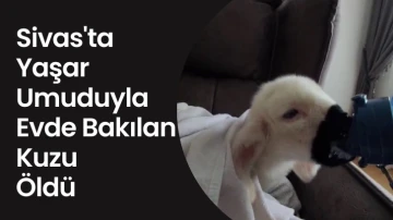 Sivas'ta Yaşar Umuduyla Evde Bakılan Kuzu Öldü 