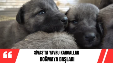 Sivas'ta Yavru Kangallar Doğmaya Başladı 
