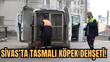 Sivas'ta Tasmalı Köpek Dehşeti; 2'si Çocuk 4 Kişiye Saldırdı 