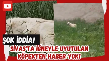 Şok İddia! Sivas'ta İğneyle Uyutulan Köpekten Haber Yok! 