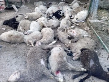 Sokak Köpeklerinin Saldırısına  Uğrayan 40 Kuzu Telef Oldu