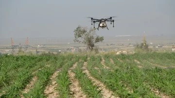 Tarlalar Drone İle İlaçlandı 