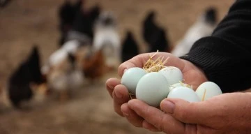Tayvan’a İhraç Edilen Yumurtalara İlişkin İddialara İnceleme