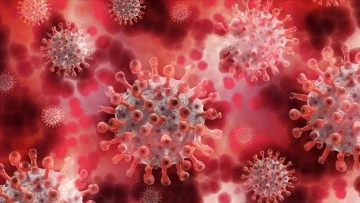 Tedavisi Olmayan Bu Virüs Sadece Erkekleri Öldürüyor!