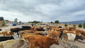 Tokat- Sivas Karayolunda Hayvanlar için Güvenli Geçiş 