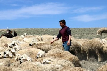 Ülke Genelinde Çoban Sıkıntısı Yaşanıyor