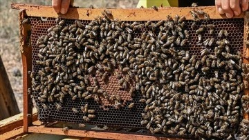 Yaban Arılarının Azalması Üretimi Olumsuz Etkiliyor 