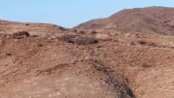 Yaban Keçileri Sivas'ta Sürü Halinde Görüntülendi!