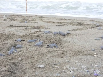 Yavru Kaplumbağalar Denizle Buluştu 