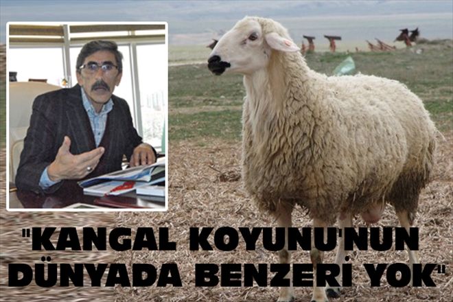 "KANGAL KOYUNU´NUN DÜNYADA BENZERİ YOK"
