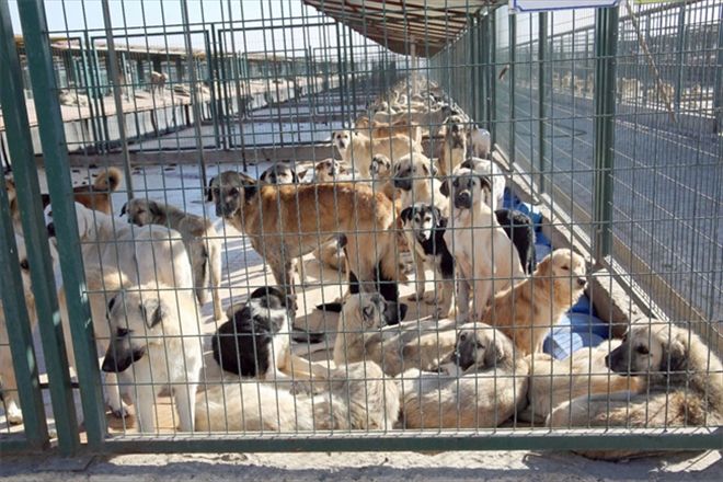Hayvan barınağında 408 sahipsiz köpek tedavi edildi