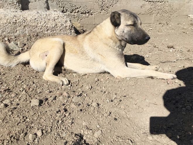  Avcıların yaraladığı Kangal köpeği ameliyat edildi