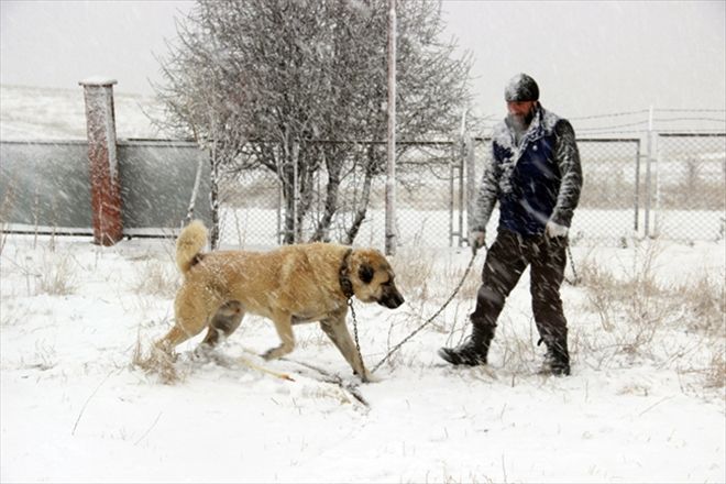 Kangal köpeği Rus devlet televizyonunda 