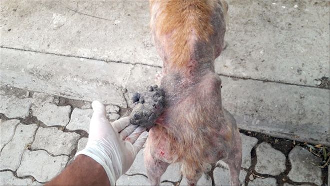 Kalçasında tümör olan köpek hayata tutundu