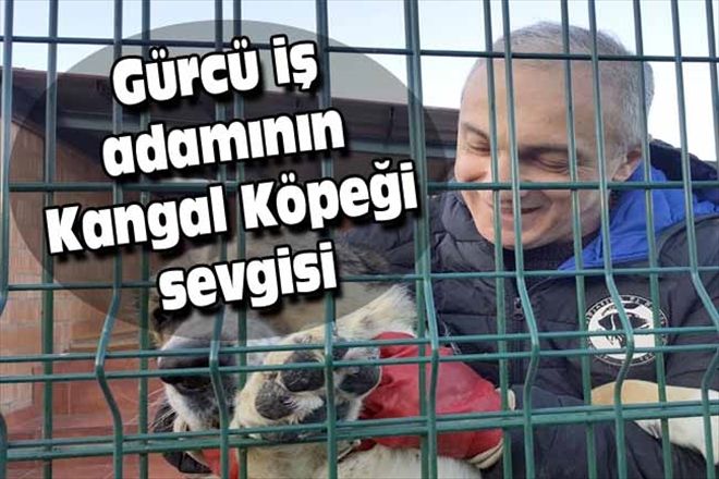 Gürcü iş adamının Kangal Köpeği sevgisi