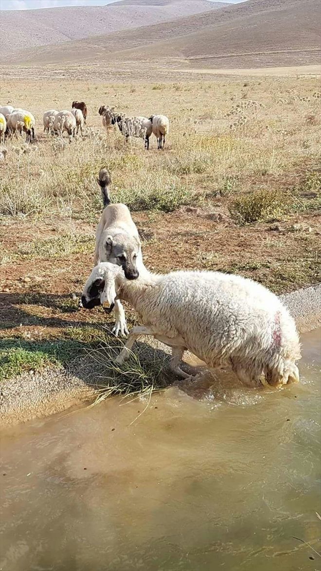 Kangal Köpeği Koyunu Ölümden Kurtardı