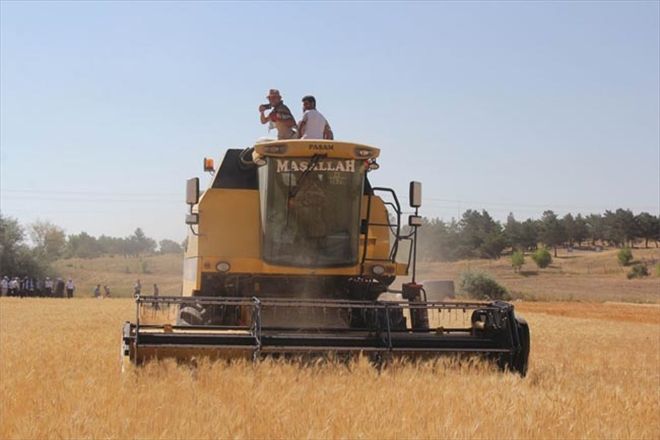 Buğday üretiminde   Türkiye dördüncüsüyüz