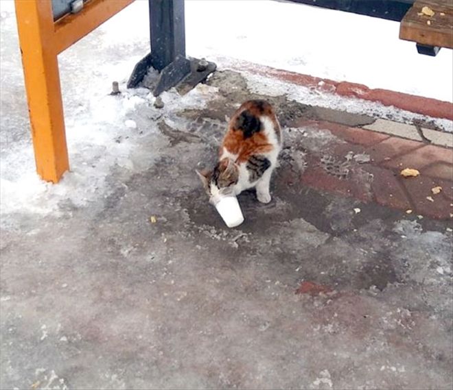 Aç kalan kedi donmuş sütle karnını doyurmaya çalıştı 