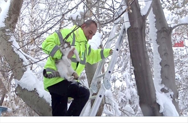 Ağaçta mahsur kalan kediyi fabrika çalışanları kurtardı 