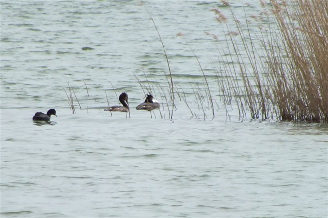 Ulaş Gölü göçmen kuşlarla şenlendi
