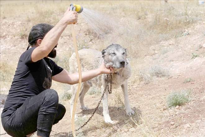 Kangal Köpeği "Soğuk Duş" İle Serinliyor