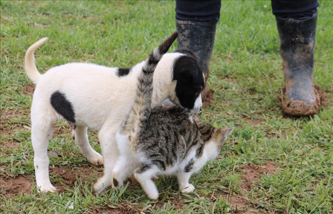 Pitbull İle Kedilerin Dostluğu 