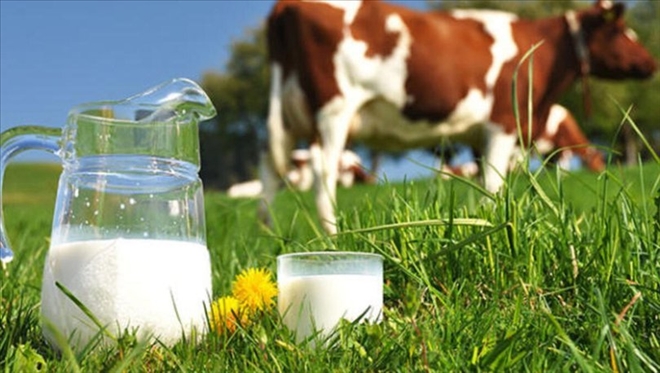 Sivas, Süt Üretiminde 10´uncu Sırada