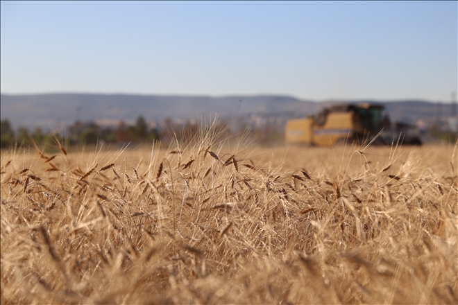 13 Bin Yıllık Buğdayın İlk Hasadı Yapıldı