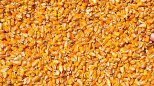 TİGEM'den dane mısır satışı
