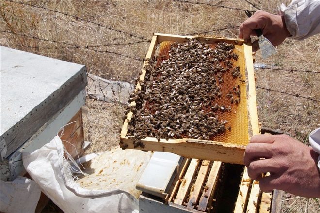 İklim Değişikliği  Arıları Etkiliyor--Video