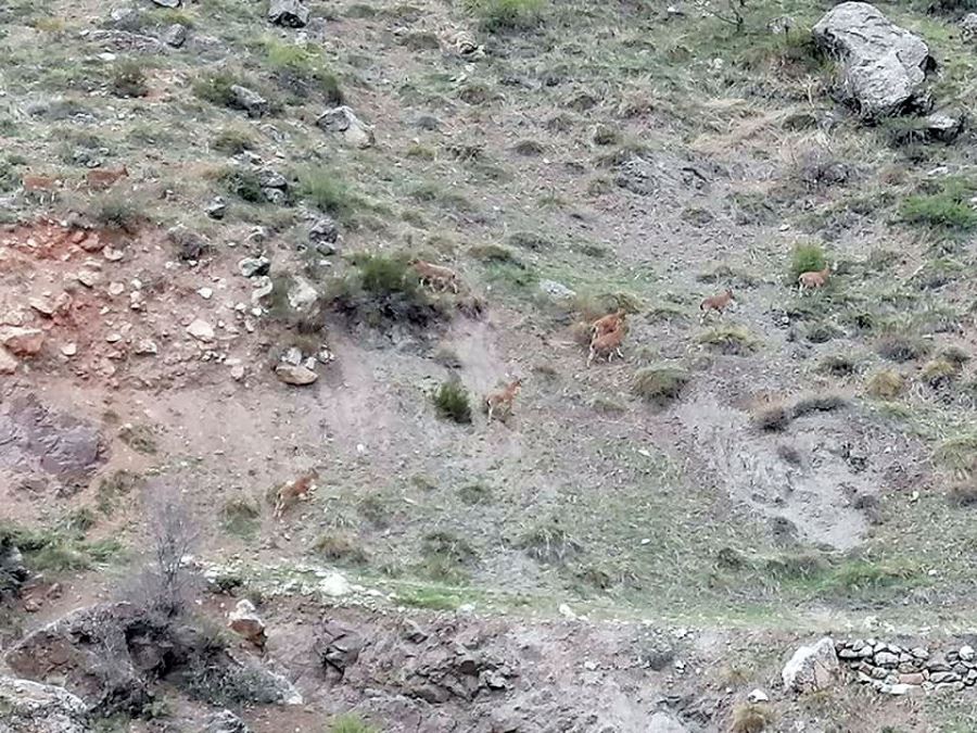 Sivas’ta Dağ Keçileri Gözlemlendi